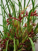 ბორდო შიდა მცენარეები ქოქოსის ტორტი ორქიდეა ყვავილების (Maxillaria) ფოტო