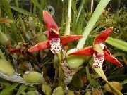 წითელი შიდა მცენარეები ქოქოსის ტორტი ორქიდეა ყვავილების (Maxillaria) ფოტო