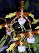 ホワイト 屋内植物 虎の蘭、谷蘭のユリ フラワー (Odontoglossum) フォト
