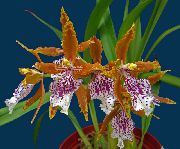 turuncu Kapalı bitkiler Kaplan Orkide, Vadi Orkide Zambak çiçek (Odontoglossum) fotoğraf