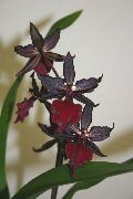 红葡萄酒 室内植物 虎兰，谷兰百合 花 (Odontoglossum) 照片
