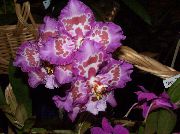 lila Sobne Rastline Tiger Orhideja, Šmarnice Orhideje Cvet (Odontoglossum) fotografija