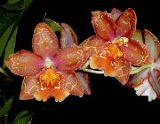 vermelho Plantas de interior Tiger Orchid, Lily Of The Valley Orchid Flor (Odontoglossum) foto