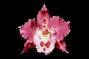 rosa Plantas de interior Tiger Orchid, Lily Of The Valley Orchid Flor (Odontoglossum) foto