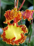laranja Plantas de interior Dancing Lady Orchid, Cedros Bee, Leopard Orchid Flor (Oncidium) foto
