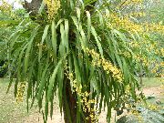 жълт Стайни растения Танци Дама Орхидея, Cedros Пчела, Леопард Орхидея Цвете (Oncidium) снимка
