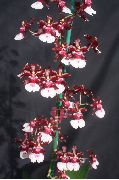 claret Innendørs planter Dans Dame Orkide, Cedros Bee, Leopard Orkidé Blomst (Oncidium) bilde