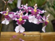lilla Toataimed Tantsimine Daam Orchid, Cedros Bee, Leopard Orhidee Lill (Oncidium) foto