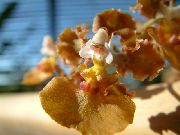 коричневий Домашні рослини Онцідіум Квітка (Oncidium) фото