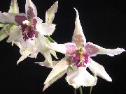 白 室内植物 跳舞的女士兰花，塞德罗斯蜂，豹兰花  (Oncidium) 照片