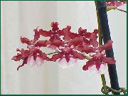 червен Стайни растения Танци Дама Орхидея, Cedros Пчела, Леопард Орхидея Цвете (Oncidium) снимка