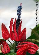 червен Стайни растения Pavonia Цвете  снимка