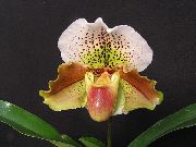pruun Toataimed Tuhvel Orhideed Lill (Paphiopedilum) foto