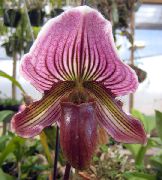 მეწამული შიდა მცენარეები Slipper Orchids ყვავილების (Paphiopedilum) ფოტო