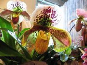 kollane Toataimed Tuhvel Orhideed Lill (Paphiopedilum) foto