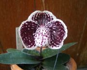 бордовий Домашні рослини Пафіопеділюм (Венерин Черевичок) Квітка (Paphiopedilum) фото