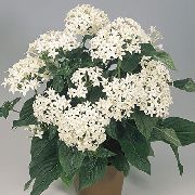 branco Plantas de interior Pentas, Star Flower, Star Cluster Flor (Pentas lanceolata) foto