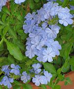 blau Zimmerpflanzen Leadworts Blume (Plumbago) foto