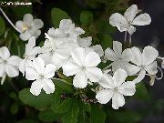 Leadworts თეთრი ყვავილების