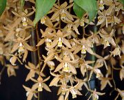 kahverengi Kapalı bitkiler Coelogyne çiçek  fotoğraf