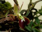bruin Kamerplanten Knoopsgat Orchidee Bloem (Epidendrum) foto