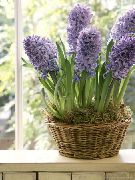 Hyacinth lilás Flor