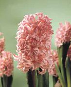 қызғылт Үй Өсімдіктер Гиацинт Гүл (Hyacinthus) фото