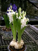 白 室内植物 风信子 花 (Hyacinthus) 照片