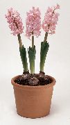 粉红色 室内植物 风信子 花 (Hyacinthus) 照片