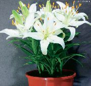 білий Домашні рослини Лілія Квітка (Lilium) фото