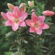 рожевий Домашні рослини Лілія Квітка (Lilium) фото