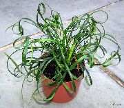 alyvinis Vidinis augalai Margas Lelija Durpės žiedas (Liriope) nuotrauka