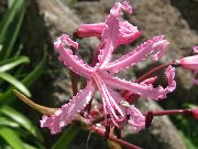 rosa Krukväxter Guernsey Lilja Blomma (Nerine) foto