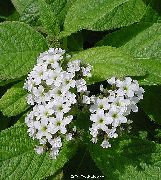 Геліотроп білий Квітка
