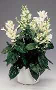 თეთრი შიდა მცენარეები თეთრი სანთლები, Whitefieldia, Withfieldia, Whitefeldia ყვავილების (Whitfieldia) ფოტო