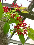 rød Innendørs planter Rangoon Creeper Blomst (Quisqualis) bilde