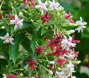 hvit Innendørs planter Rangoon Creeper Blomst (Quisqualis) bilde