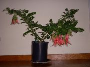 红 室内植物 龙虾爪，鹦鹉嘴 花 (Clianthus) 照片