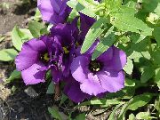 Texas მაჩიტა, Lisianthus, ტიტების Gentian მეწამული ყვავილების