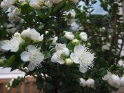 бял Стайни растения Мирта Цвете (Myrtus) снимка