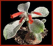 红 室内植物 Rechsteine​​ria 花 (Rechsteineria) 照片