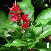 rot Zimmerpflanzen Sanchezia, Feuer Finger Blume  foto