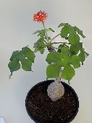 红 室内植物 蝇，痛风厂，危地马拉大黄 花 (Jatropha) 照片