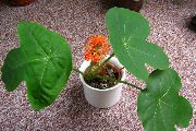 červená Izbové Rastliny Peregrina, Dna Závod, Guatemalská Rebarbora Kvetina (Jatropha) fotografie