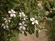 hvit Innendørs planter New Zealand Tea Tree Blomst (Leptospermum) bilde