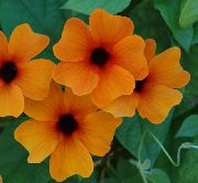 oranžový Izbové Rastliny Monokel Susan Kvetina (Thunbergia alata) fotografie