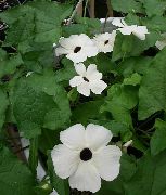 білий Домашні рослини Тунбергия Квітка (Thunbergia alata) фото