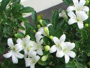 alb Plante de interior Copac Coaja, Jessamine Portocaliu Floare (Murraya) fotografie