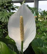 бял Стайни растения Мир Лилия Цвете (Spathiphyllum) снимка