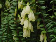 alb Plante de interior Agapetes Floare  fotografie